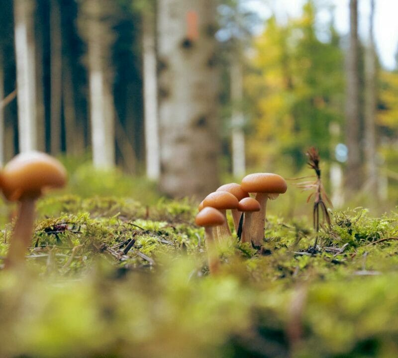 Magic Mushroom Dispensary | Shroomyz Canada