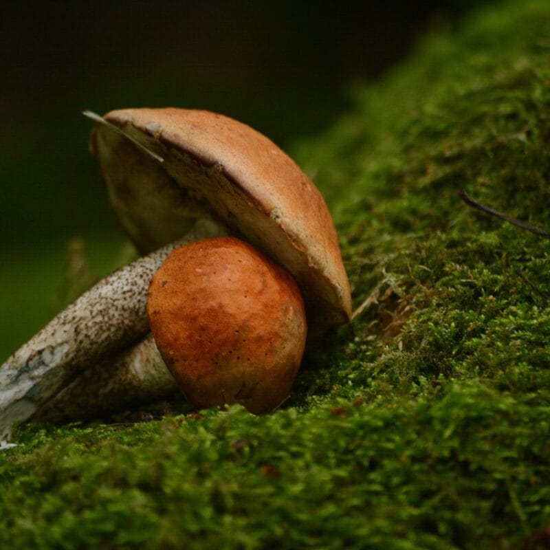 Mushroom Dispensary Vancouver | Shroomyz Canada