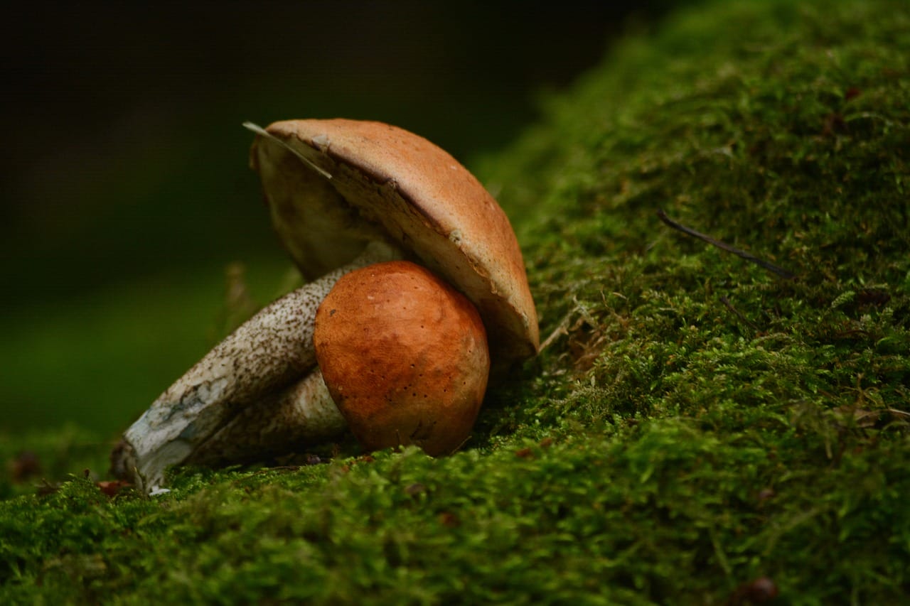 Vancouver Mushroom Dispensary: Discover Five Fresh Mushroom Strains You Must Experience