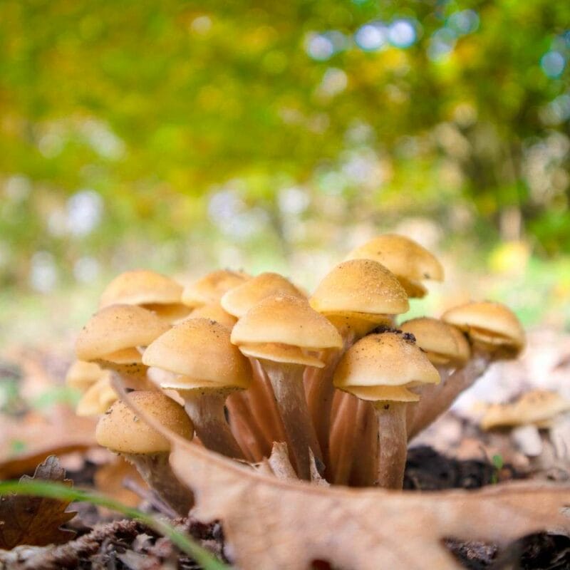Shrooms Canada | Shroomyz Canada