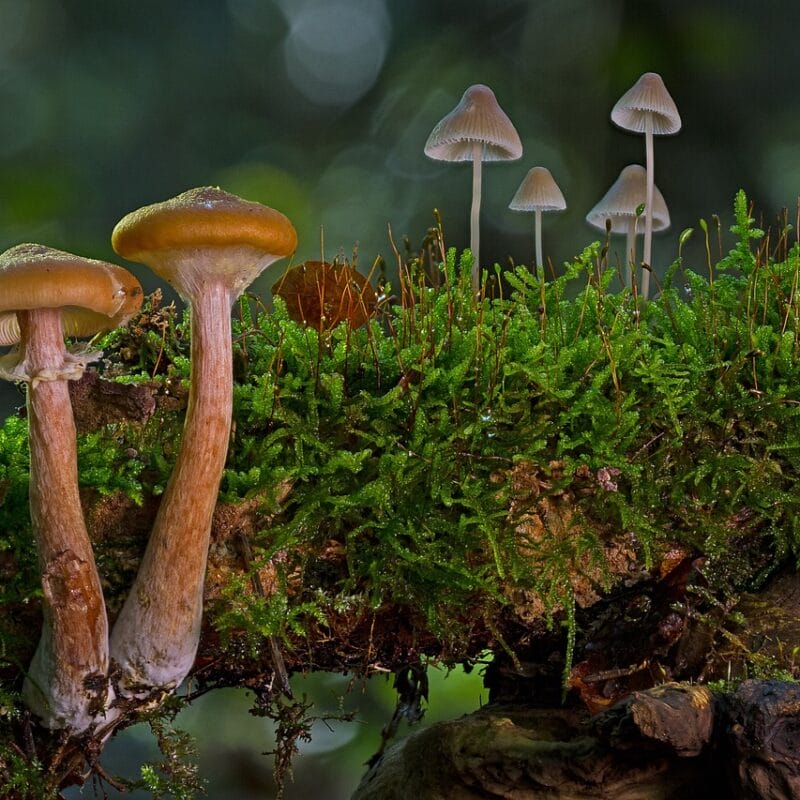 magic mushroom in Canada | Shroomyz Canada