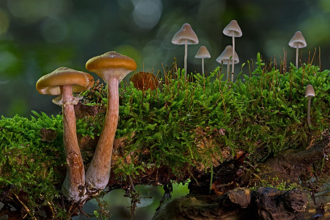 A Majority of Canadians (80%) Advocate for the Use of Psychedelic Mushrooms to Alleviate Existential Distress