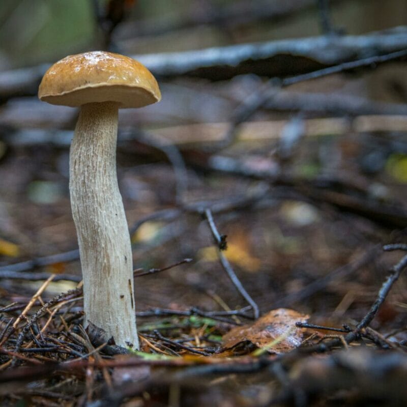 Shrooms online | Shroomyz Canada