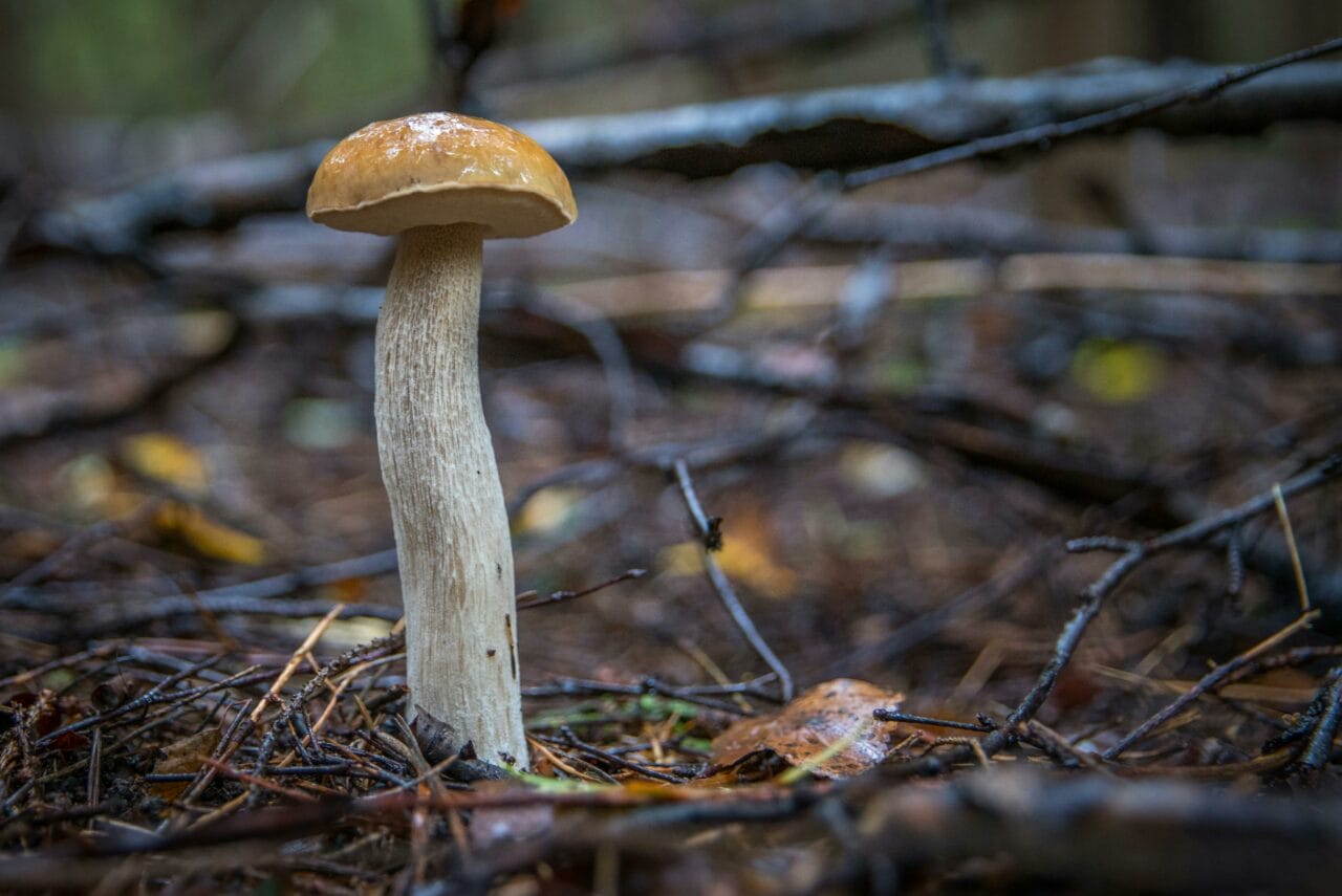Recent Studies on Magic Mushrooms Indicate Prolonged Brain Alterations Could Benefit Mental Health