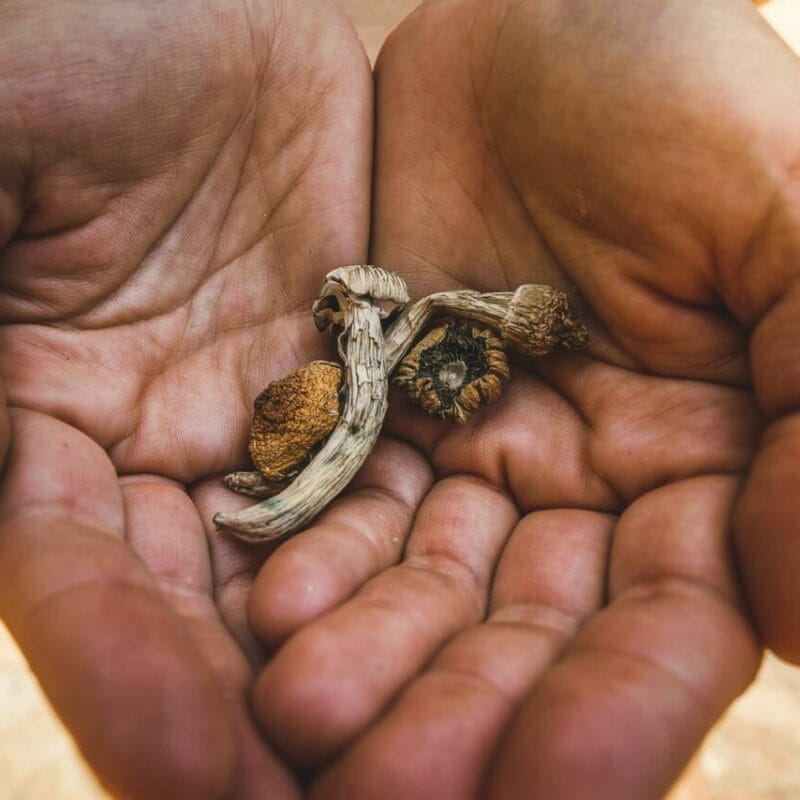 dried shrooms | Shroomyz Canada