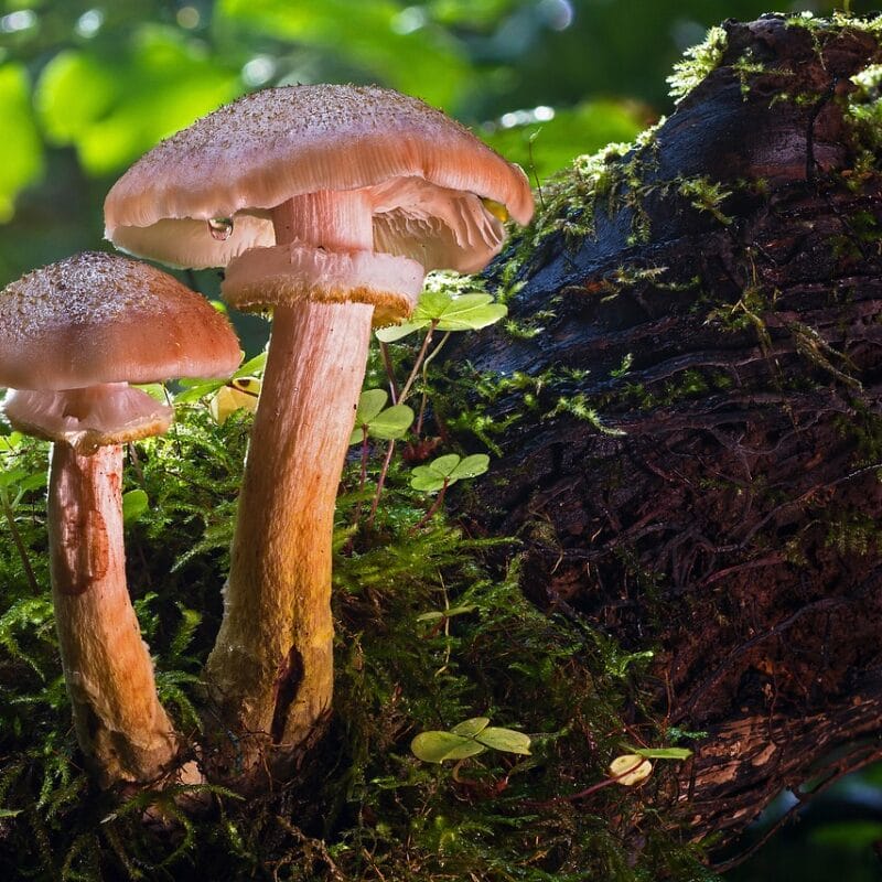 magic mushroom delivery | Shroomyz Canada