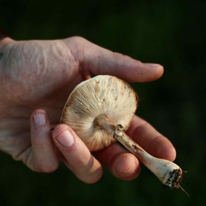 Shrooms | Shroomyz Canada
