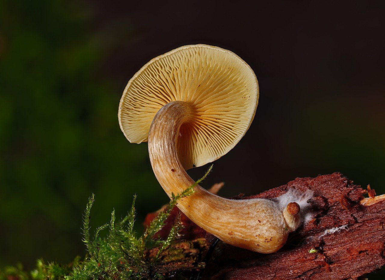 Comprehensive Guide to the Alacabenzi Strain – Essential Knowledge for All Users Prior to their Initial Dosage