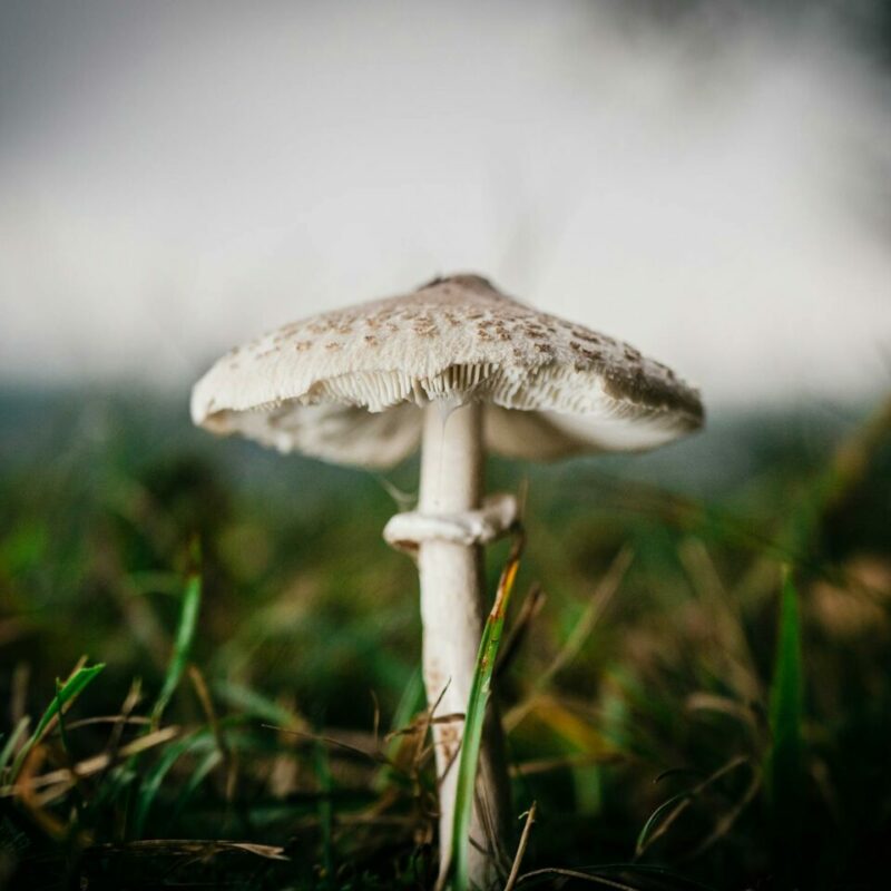 White Monster | Shroomyz Canada