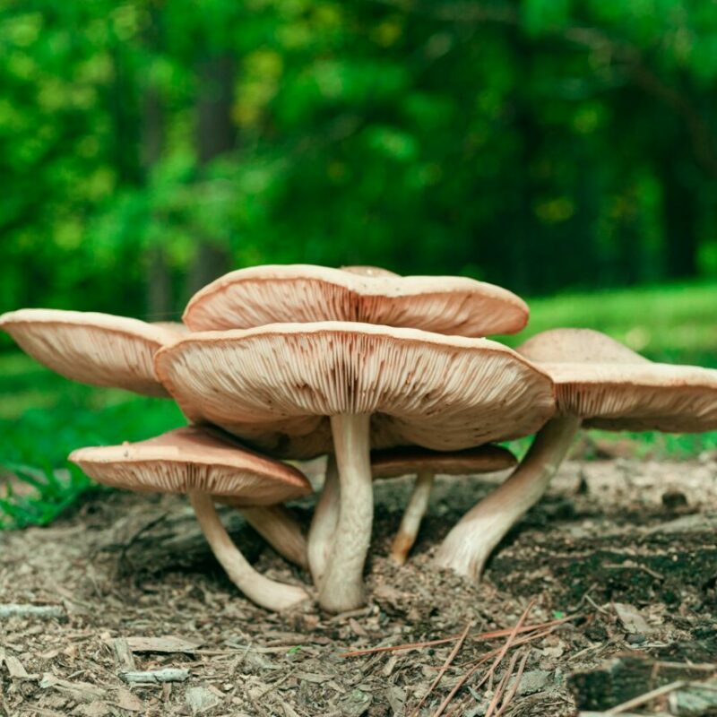 Big Daddy Mushroom | Shroomyz Canada