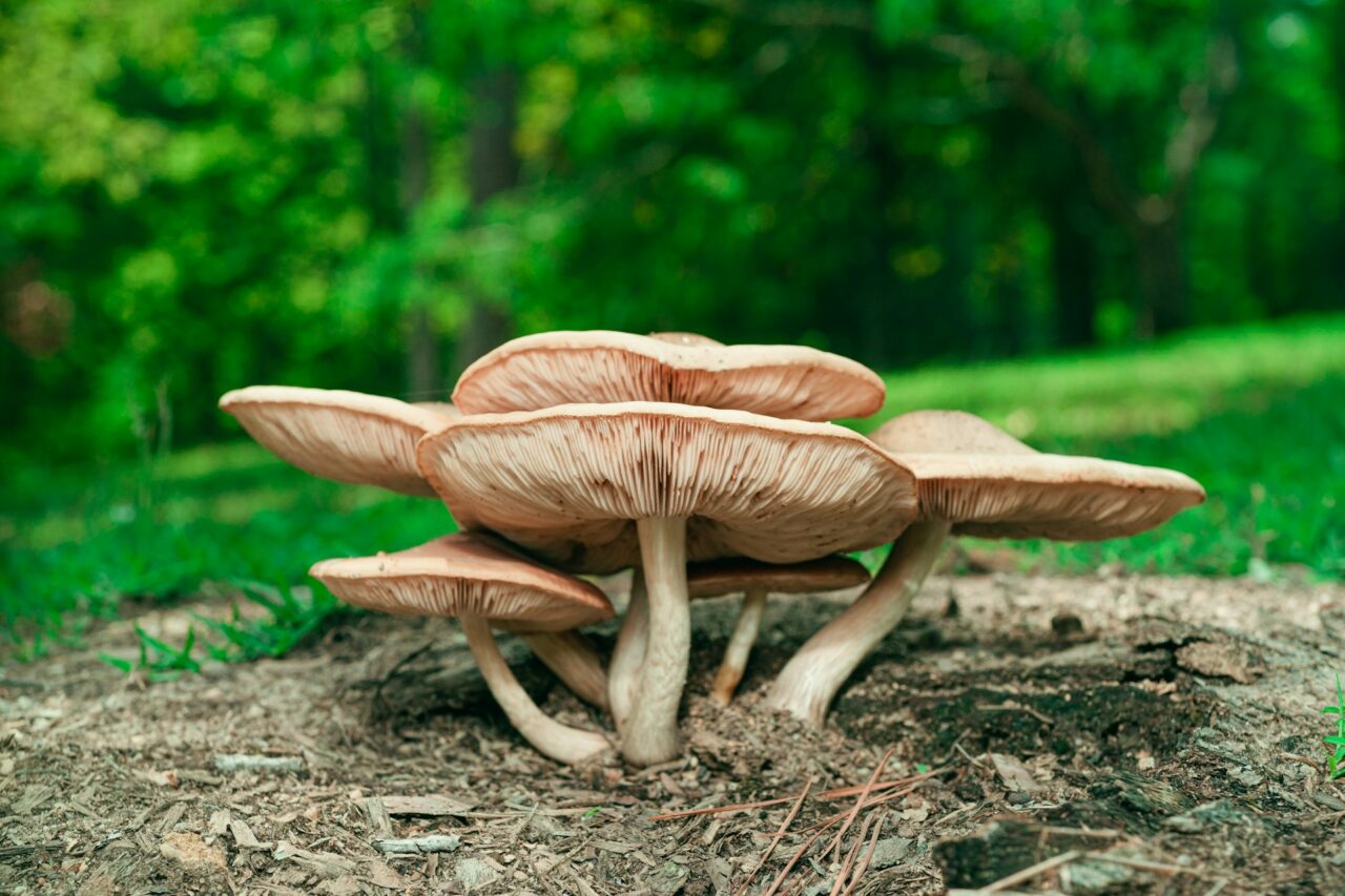 Experienced the Big Daddy Mushroom during a Hike—Absolutely Recommended, a Solid 10/10 Experience
