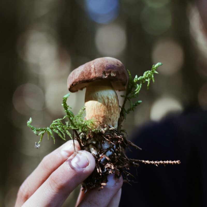 Buy Shrooms | Shroomyz Canada