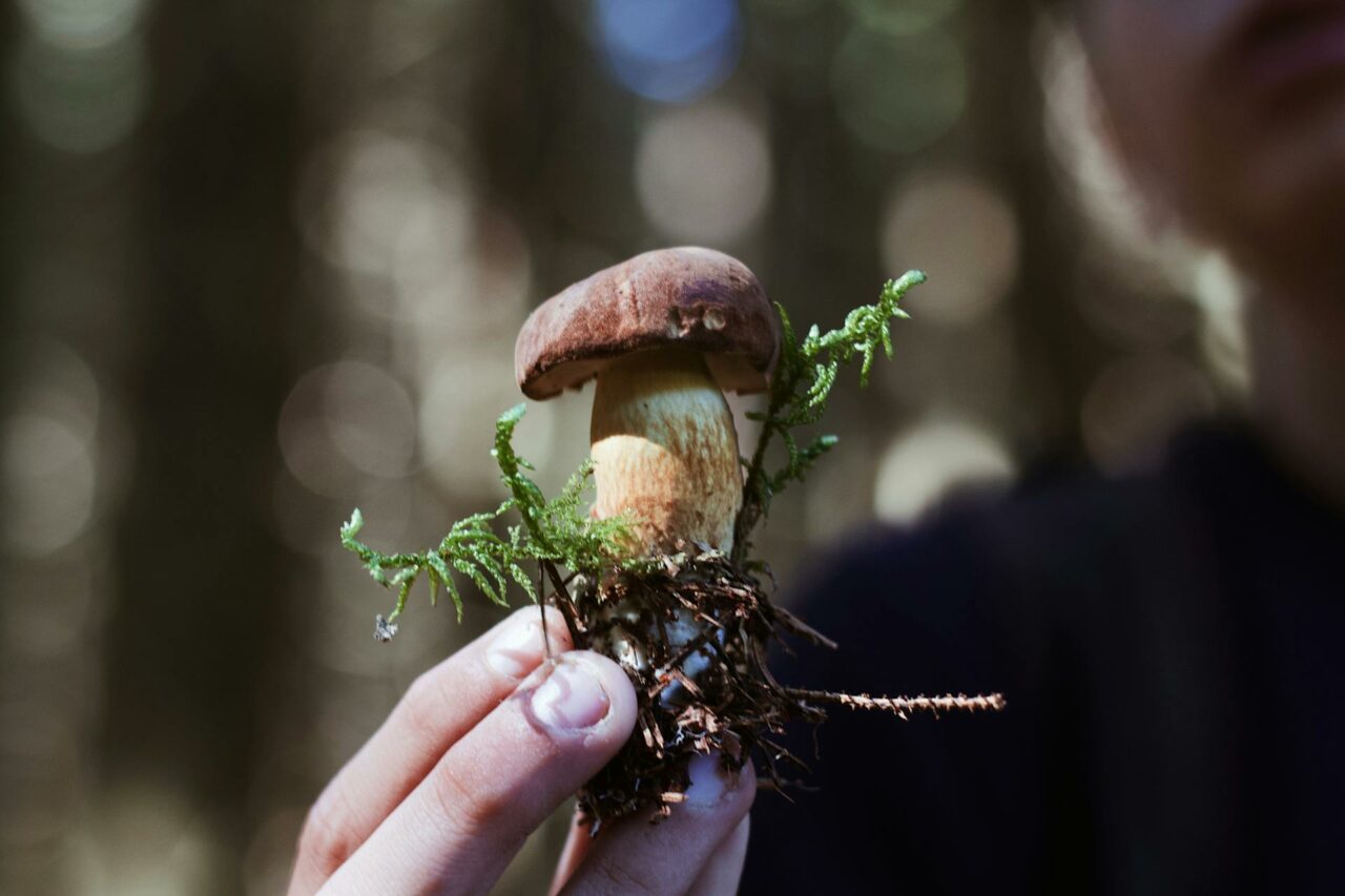 Purchasing Magic Mushrooms Online? A Retired Individual Regrets Not Utilizing Psilocybin 45 Years Earlier