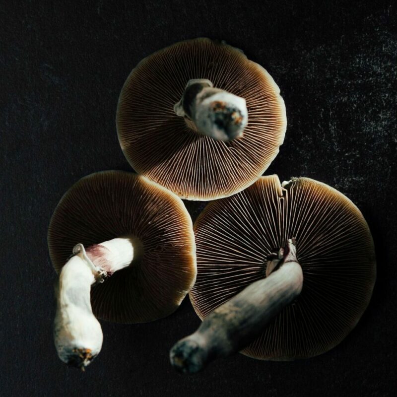 Magic Mushroom Canada | Shroomyz Canada