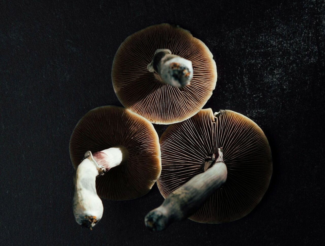 Canada’s Magic Mushroom – Experts Elucidate Why Natural Psilocybin Packs a Punch More Than Its Lab-Created Counterpart