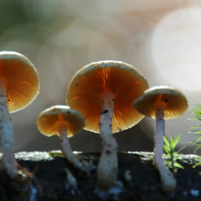 Magic Mushroom Delivery | Shroomyz Canada
