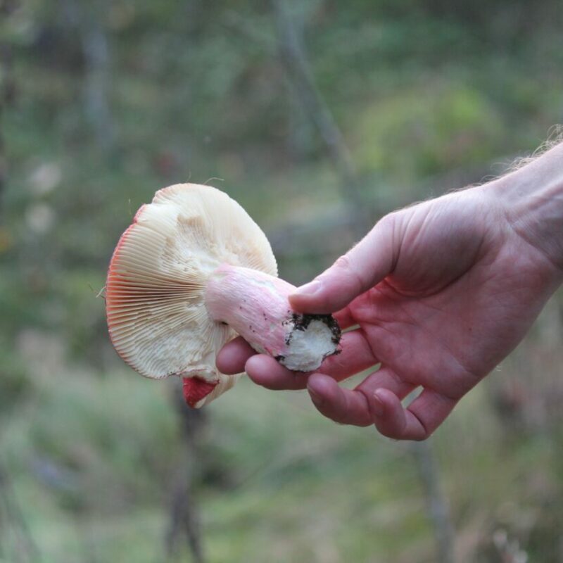 Magic Mushroom Delivery | Shroomyz Canada