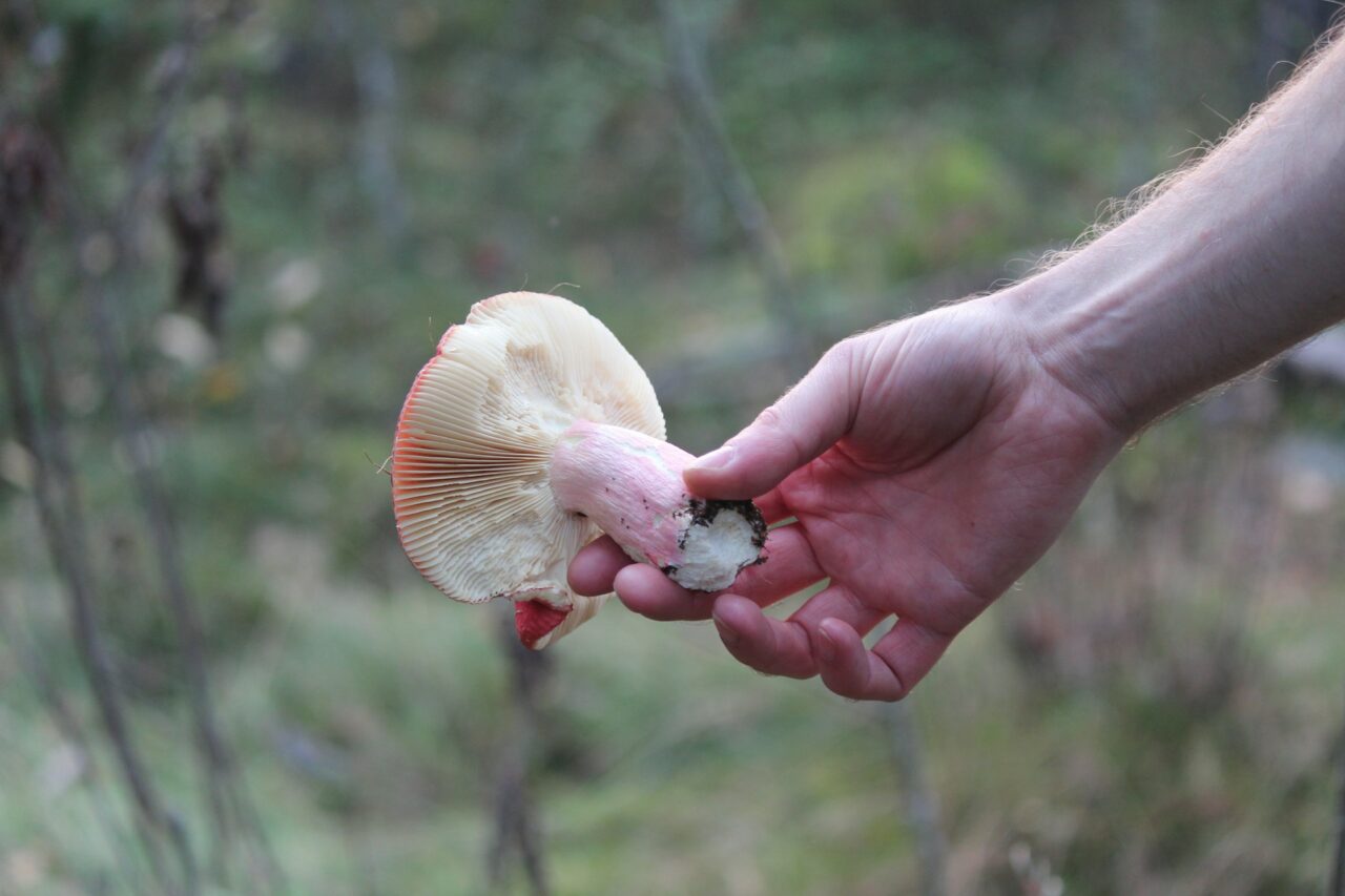 Delivery of Magic Mushrooms Contributes to the Recovery of Paralyzed Mountain Athletes