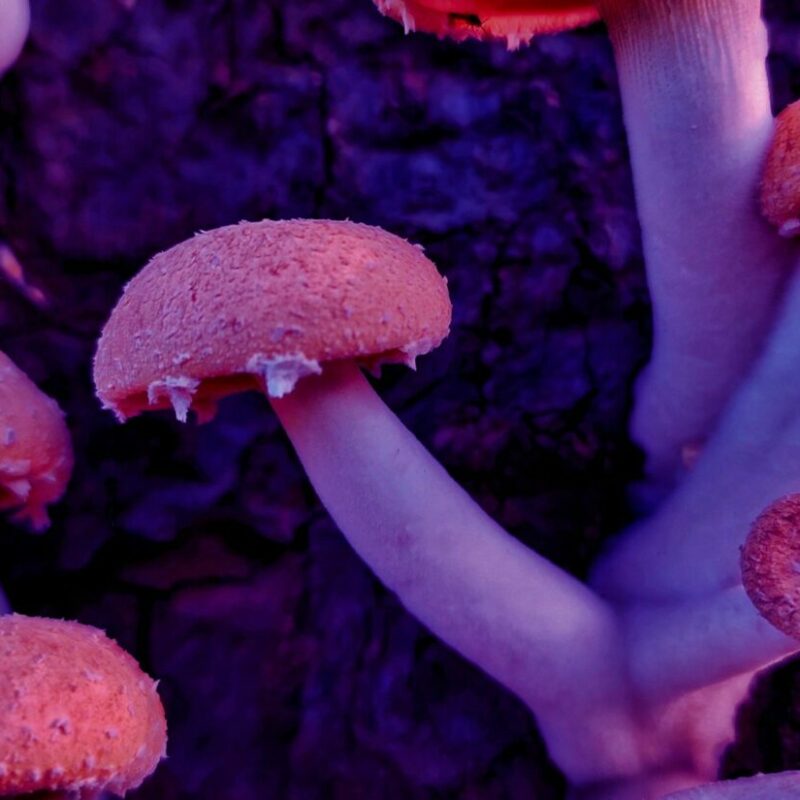 Mushroom Dispensary | Shroomyz Canada