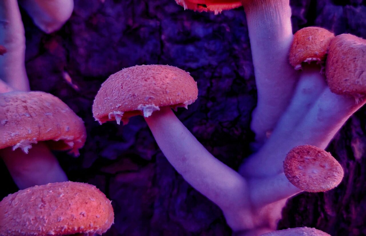 How Psilocybin, Obtained from a Mushroom Dispensary, Could Reshape the Minds Struggling with HIV-Related Stigma