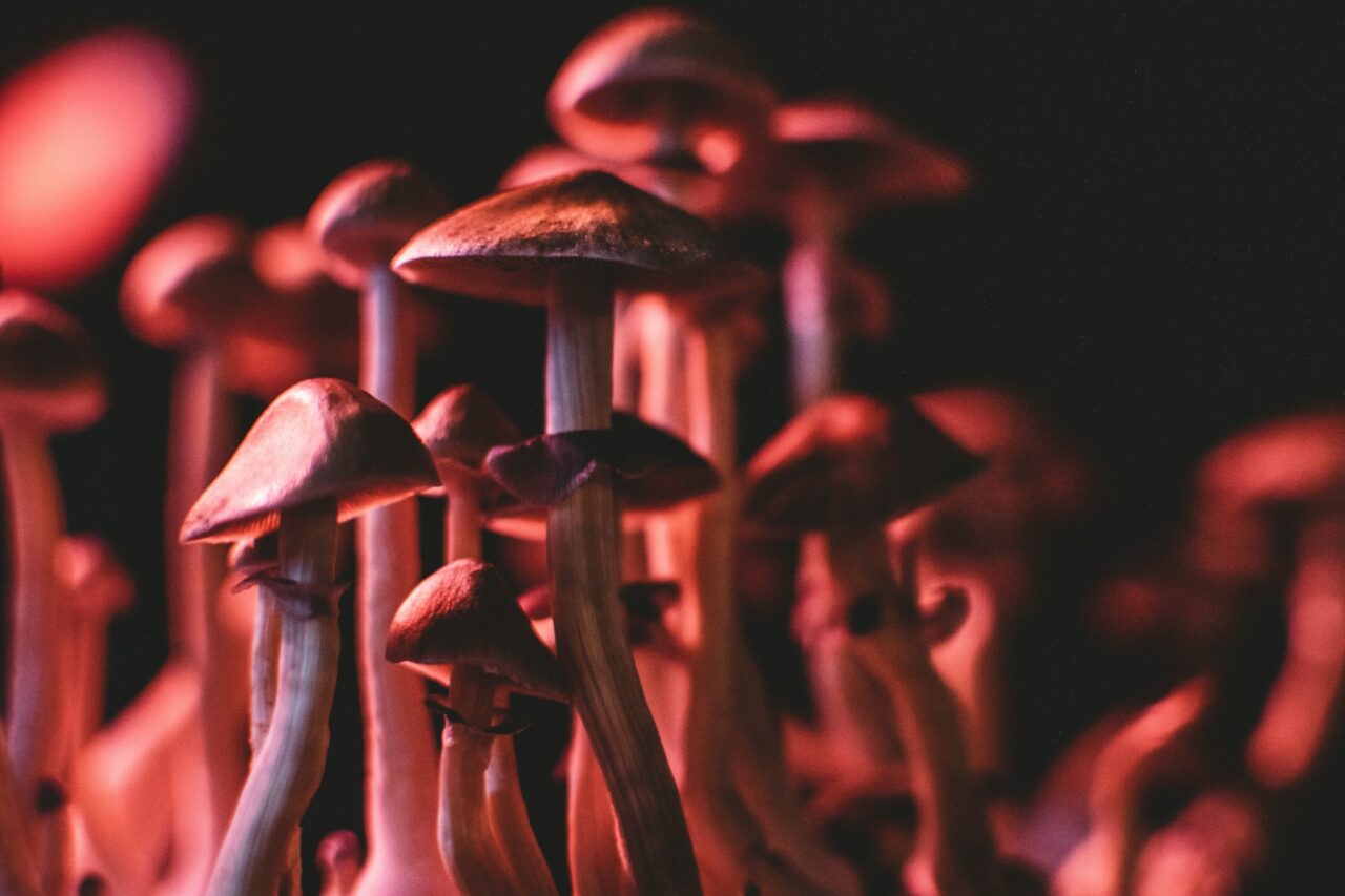 Does Psilocybin Mushrooms in Canada Have the Potential to Rectify Serotonin Levels in Anorexia? A Look at the Current Research Findings