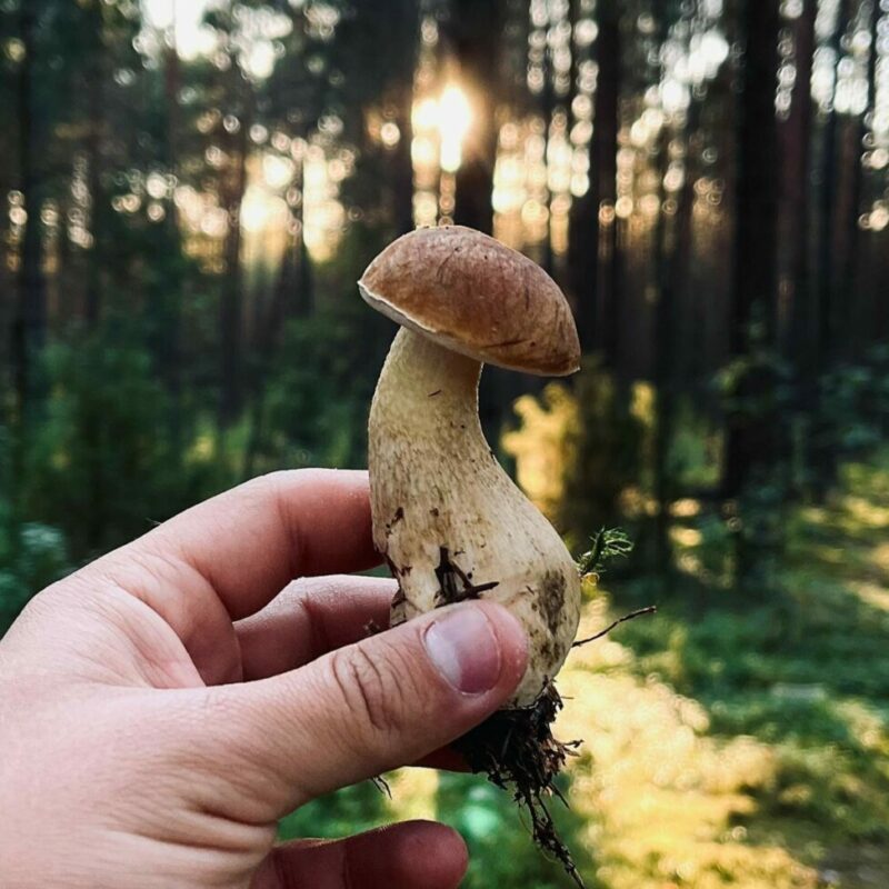 Shrooms Delivery Canada | Shroomyz Canada