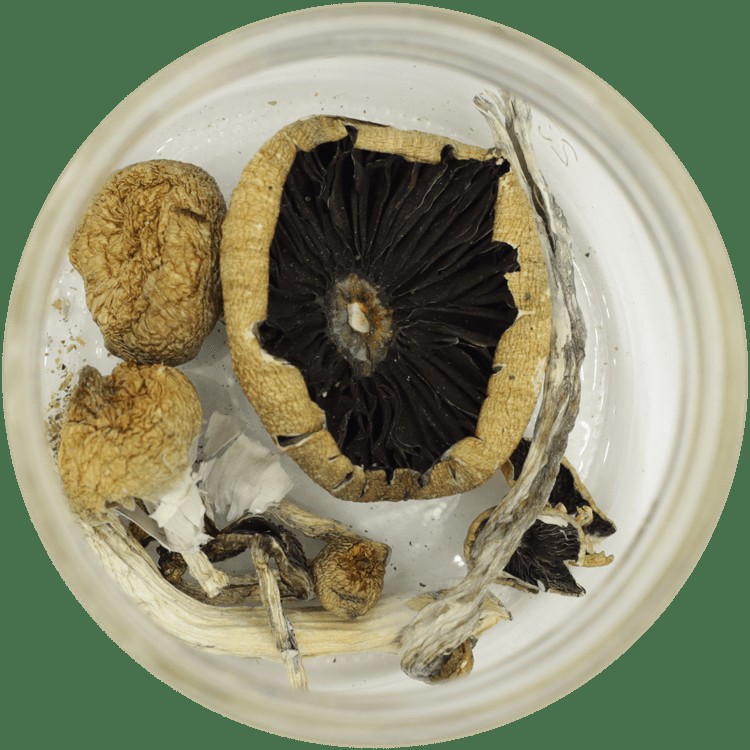  | Shroomyz Canada