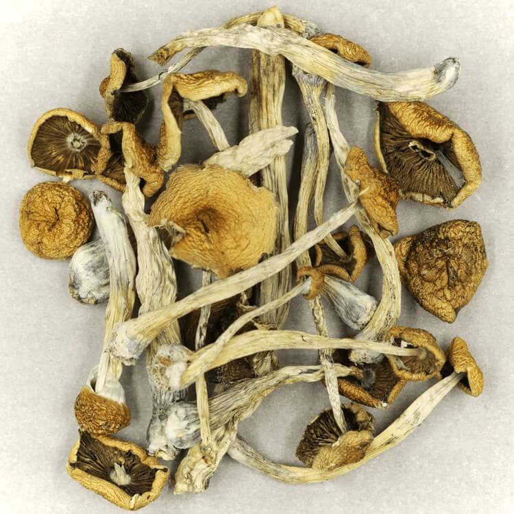 | Shroomyz Canada