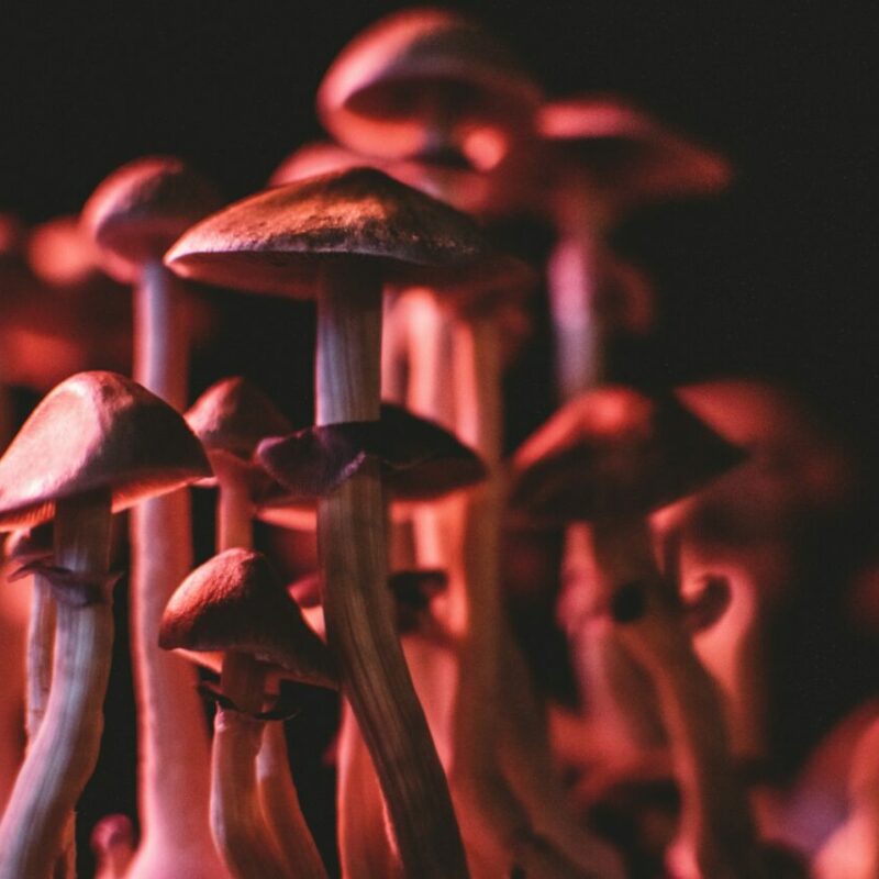  | Shroomyz Canada